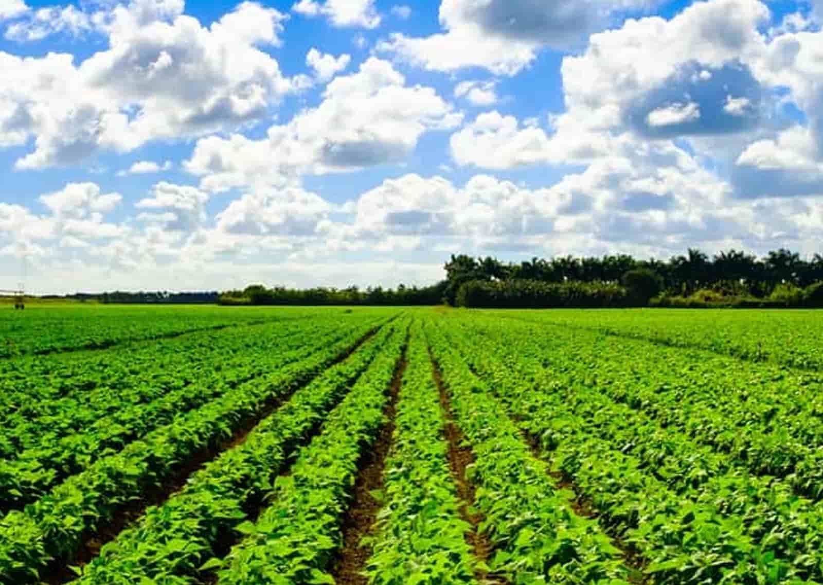 Agrochemical Manufacturing